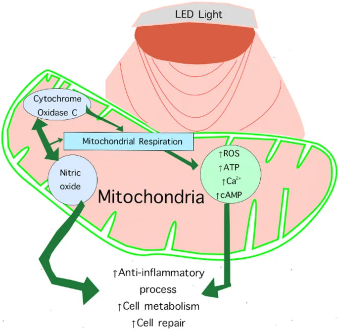 How Red Light & Near-Infrared Light Therapy Work