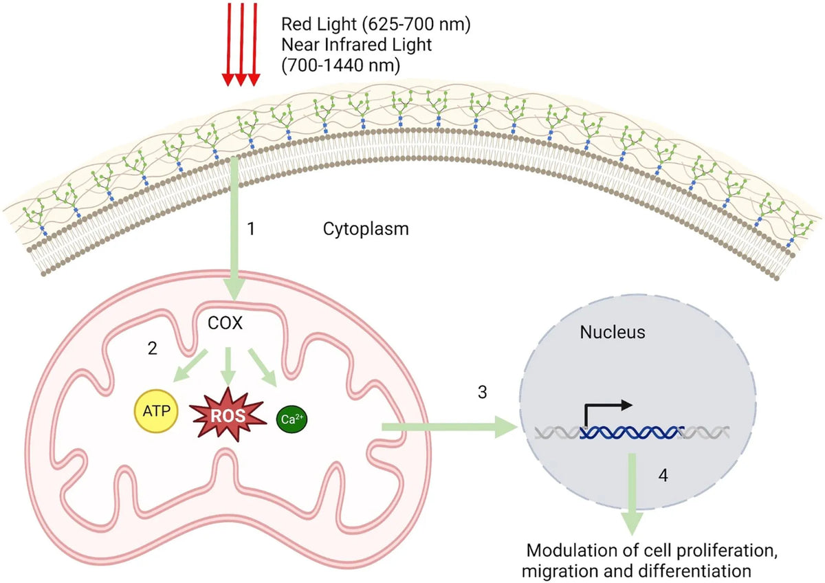 Enhanced Collagen & Elastin Production